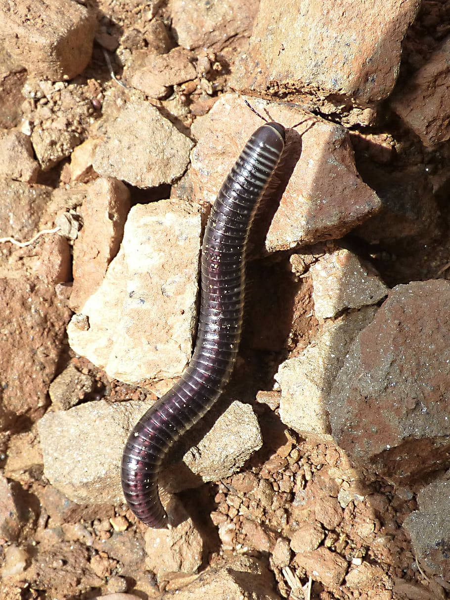 Millipede Navigating The Rocky Outdoors