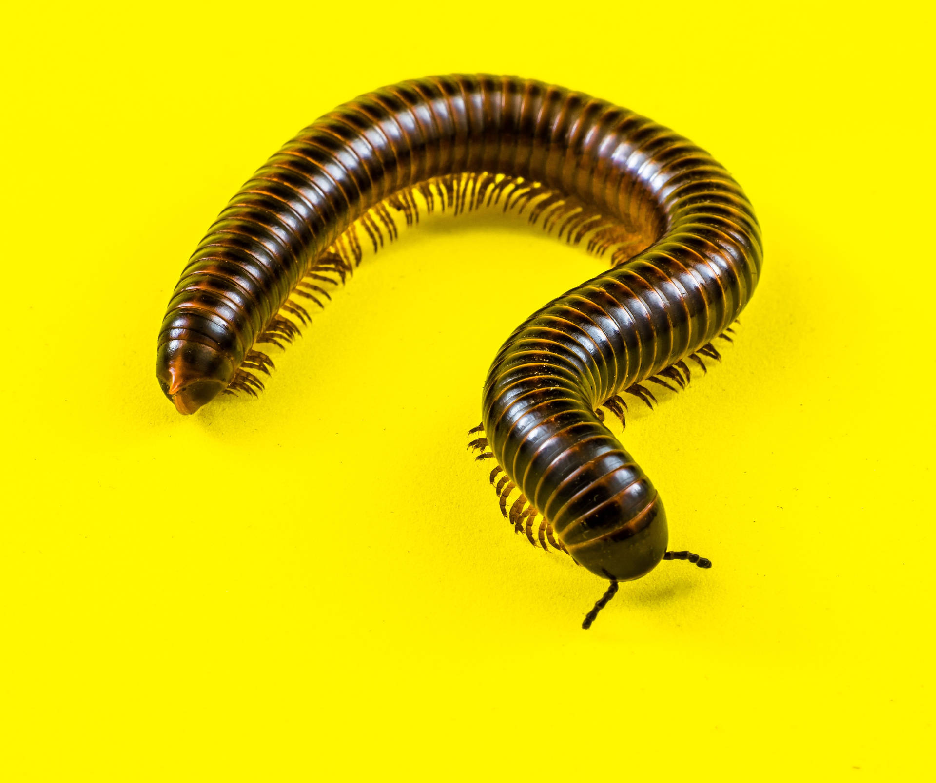 Millipede On A Yellow Surface