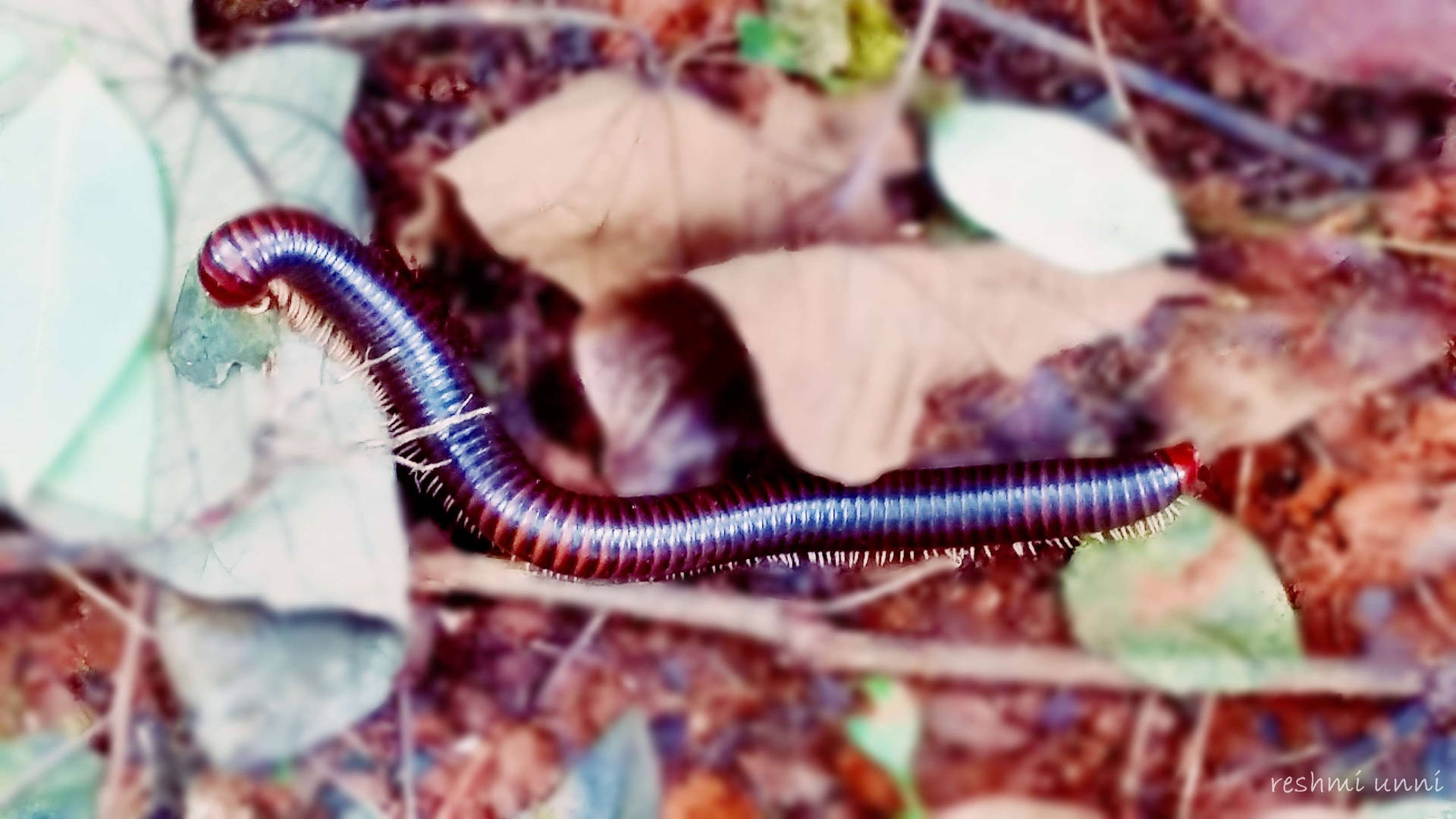 Millipede Out In The Wilds