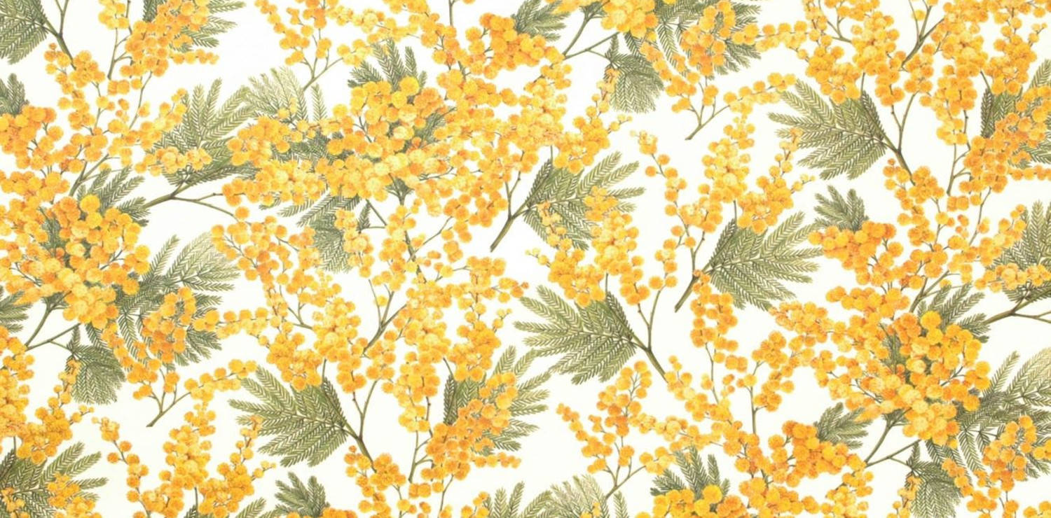 Mimosa Flower Wallpaper Print Background