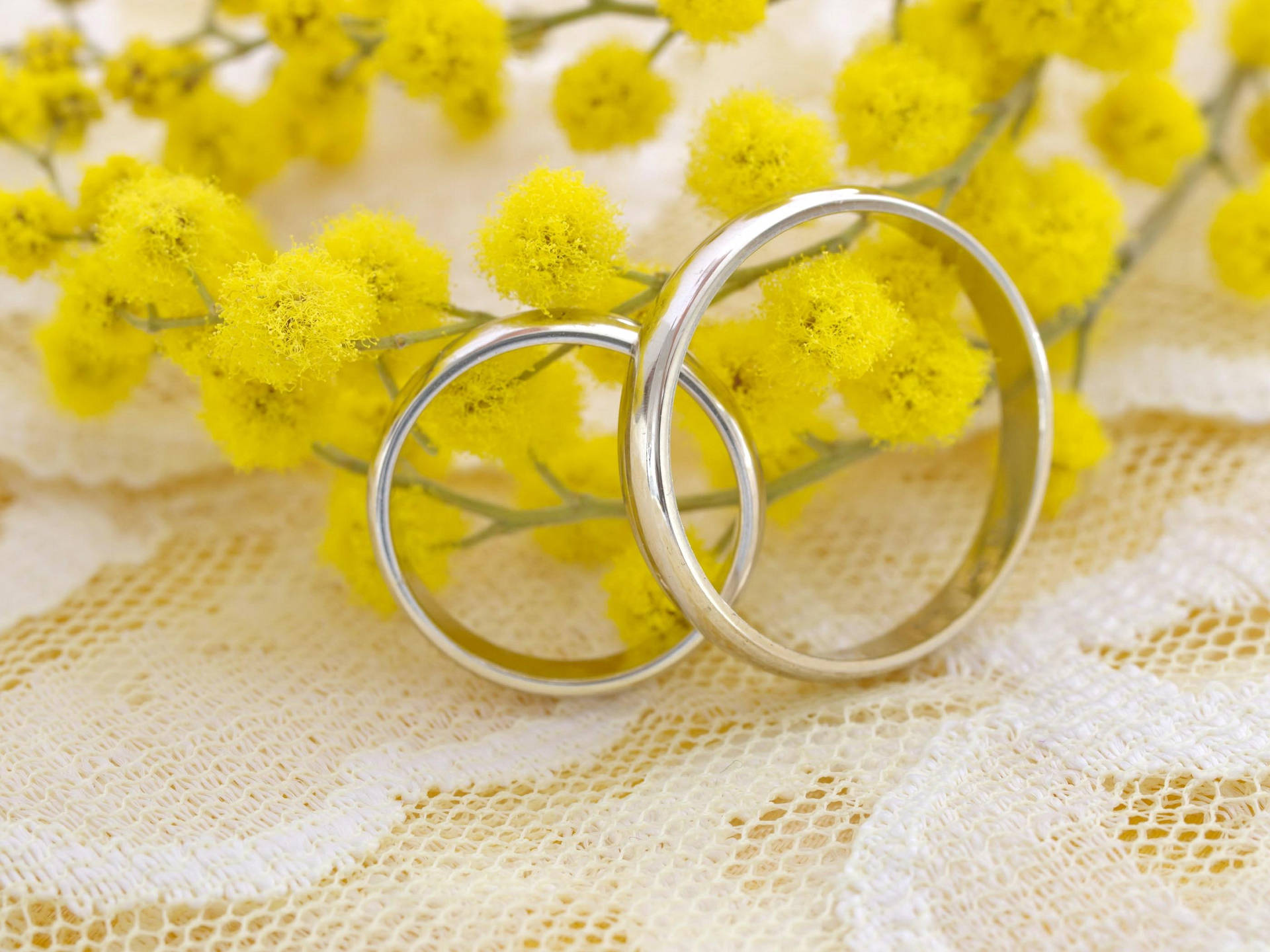 Mimosa Flowers And Rings Background