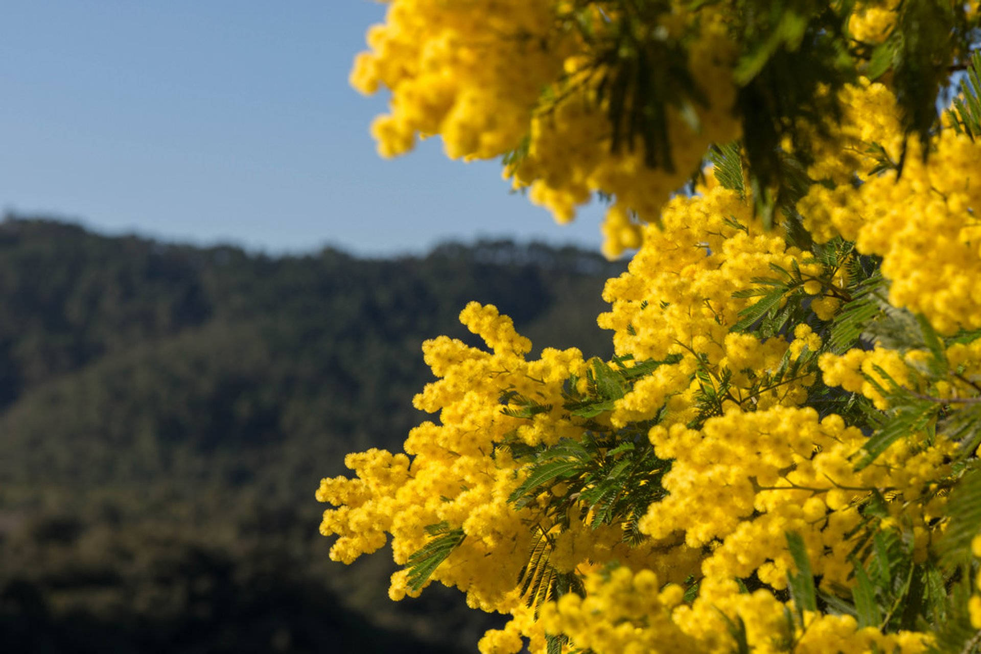 Mimosa Flowers Blossom Background