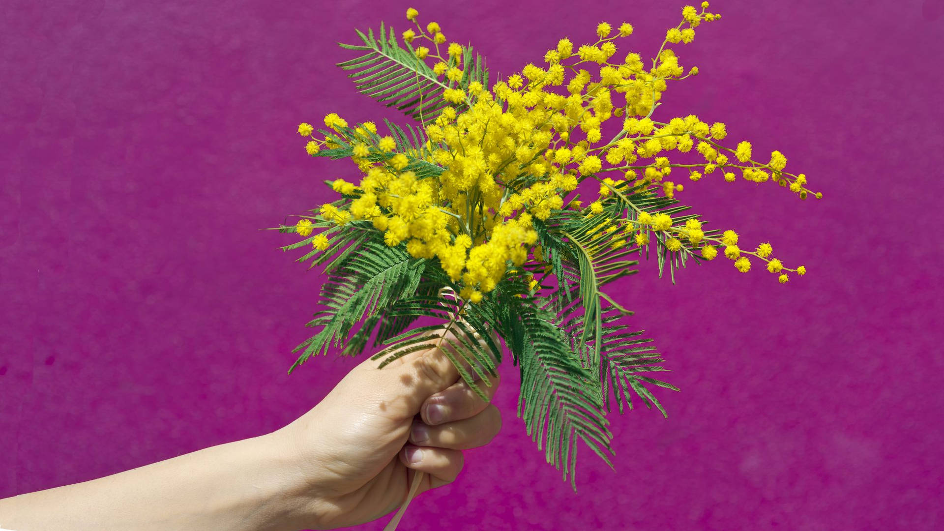 Mimosa Flowers In Purple Background Background