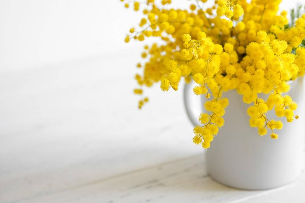 Mimosa Flowers In White Vase Background