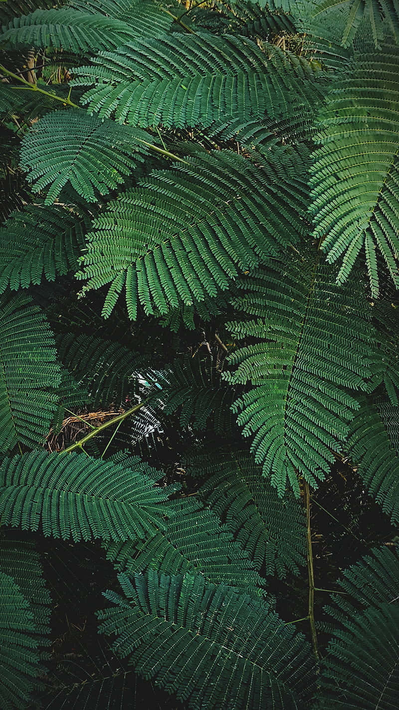 Mimosa Pudica Leaves Plant Phone Background