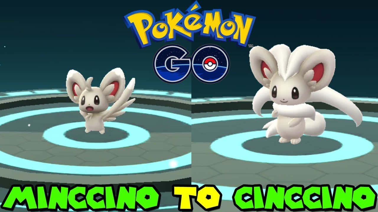 Minccino And Cinccino In Pokemon Go Background