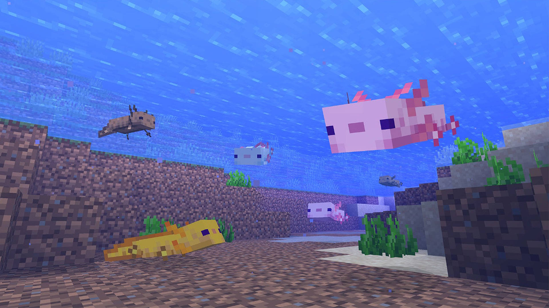 Minecraft Axolotls Underwater Background