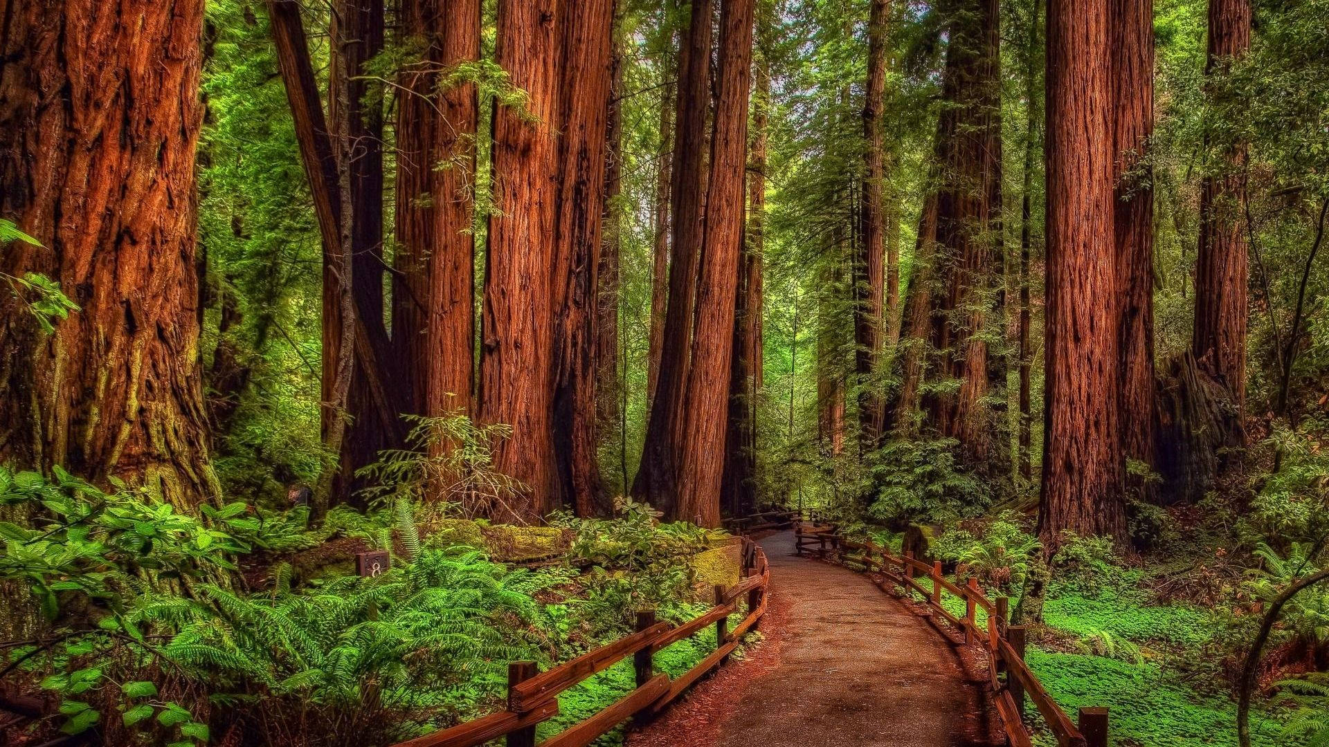 Mini Bridge In Redwood Forest Background
