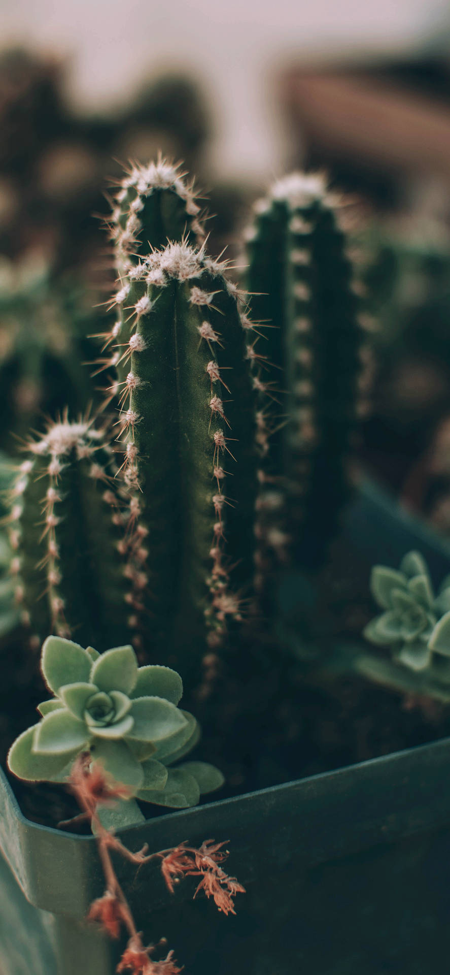 Mini Cactus Indoor Plant Iphone Background