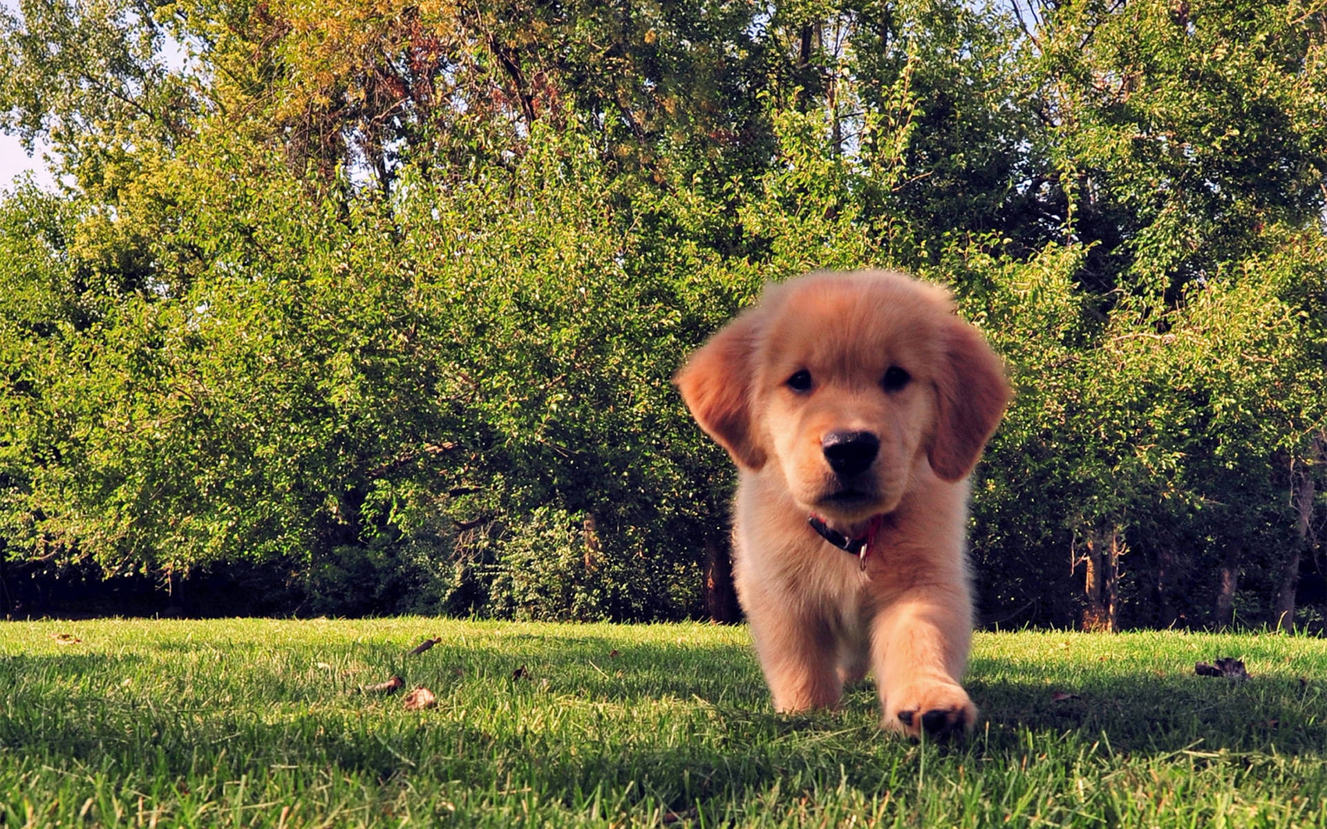 Mini Golden Retriever Puppy Background