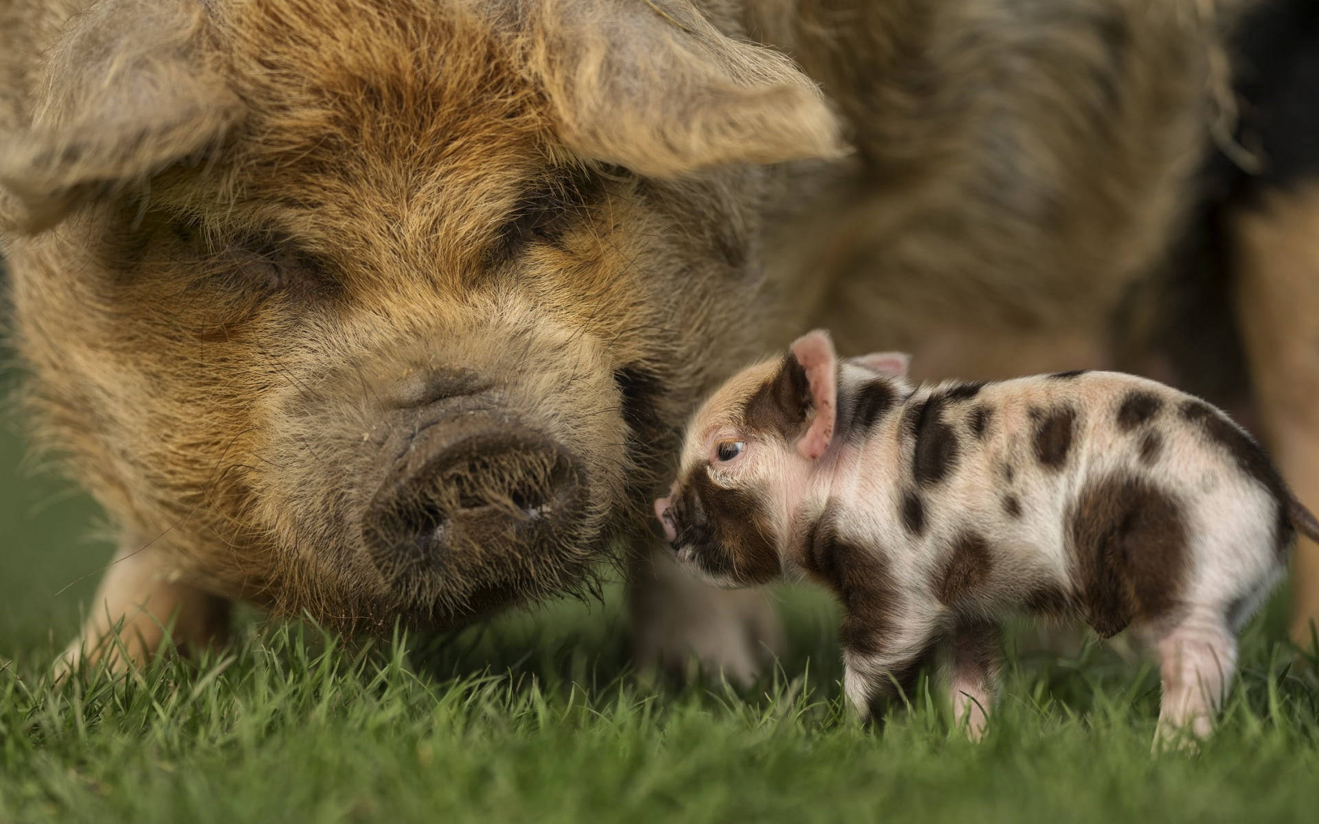 Mini Pig Animals On A Farm Field Background