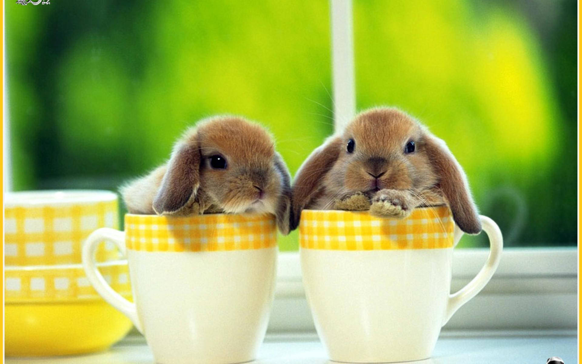 Mini Rabbits In Cups Background