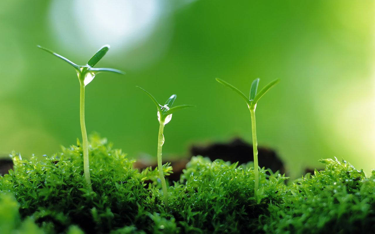 Miniature Green Plant Background