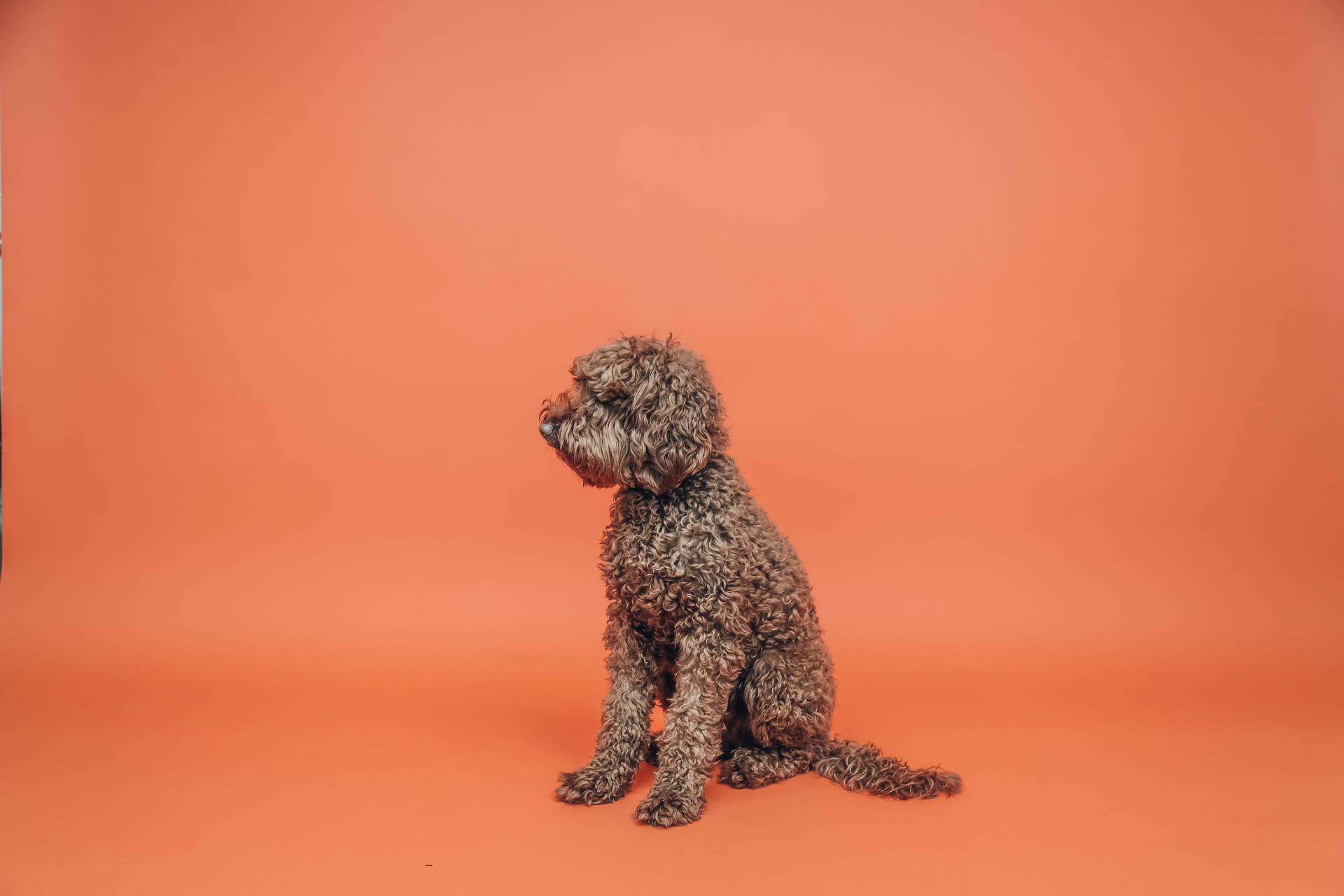 Miniature Poodle On Orange Room Background