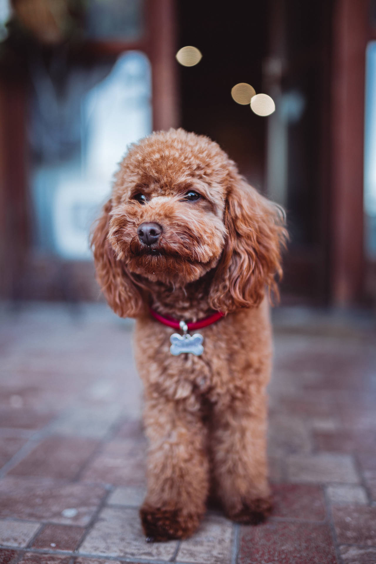 Miniature Poodle On The Street Background