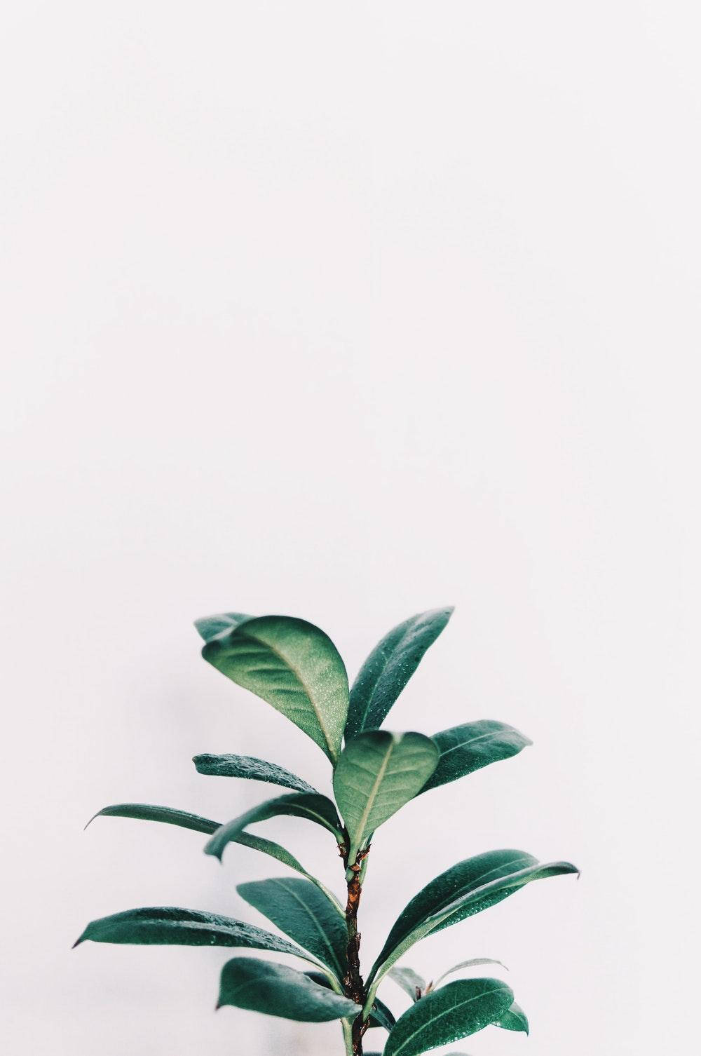 Minimalist Aesthetic Green Rubber Plant Background
