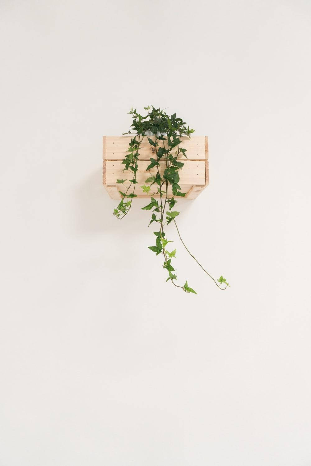 Minimalist Aesthetic Hanging Plant Background