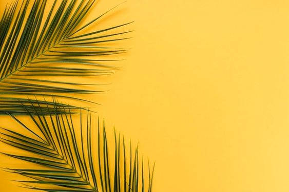 Minimalist Aesthetic Palm Leaves Background