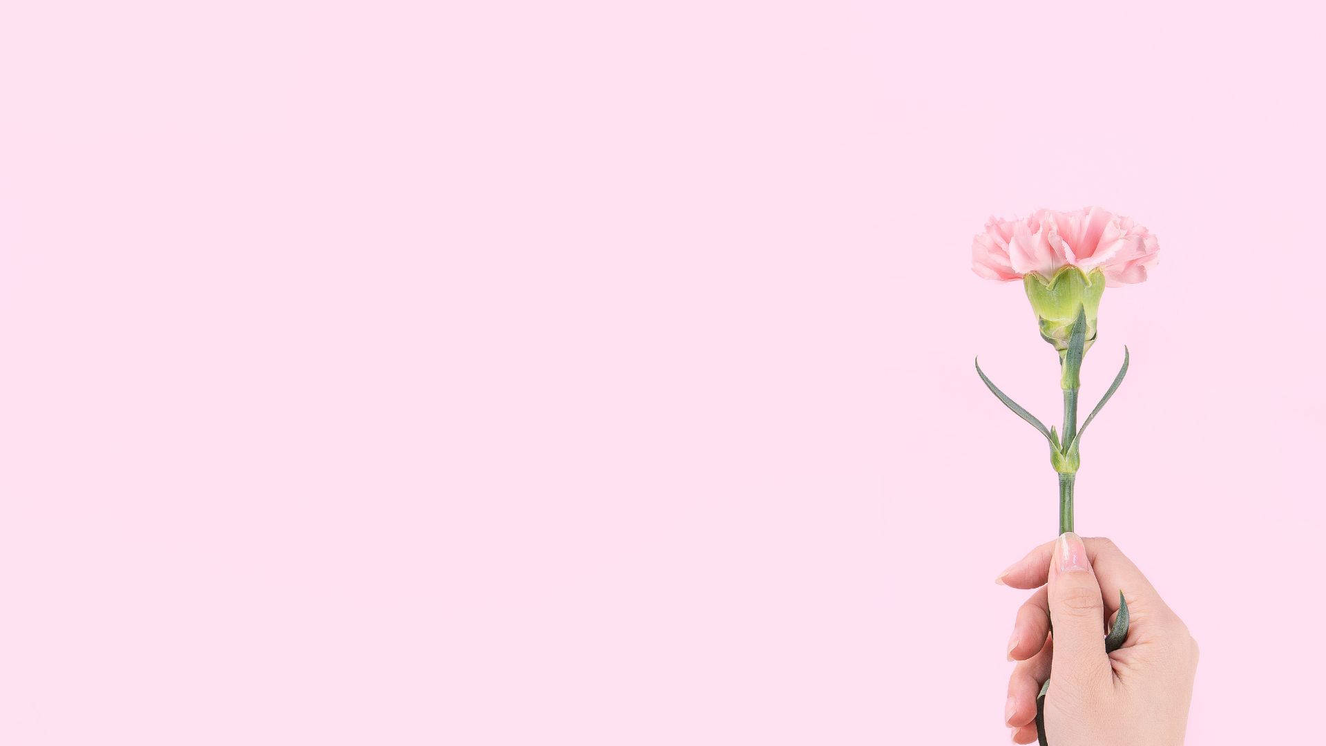 Minimalist Baby Pink Carnation Flower Background