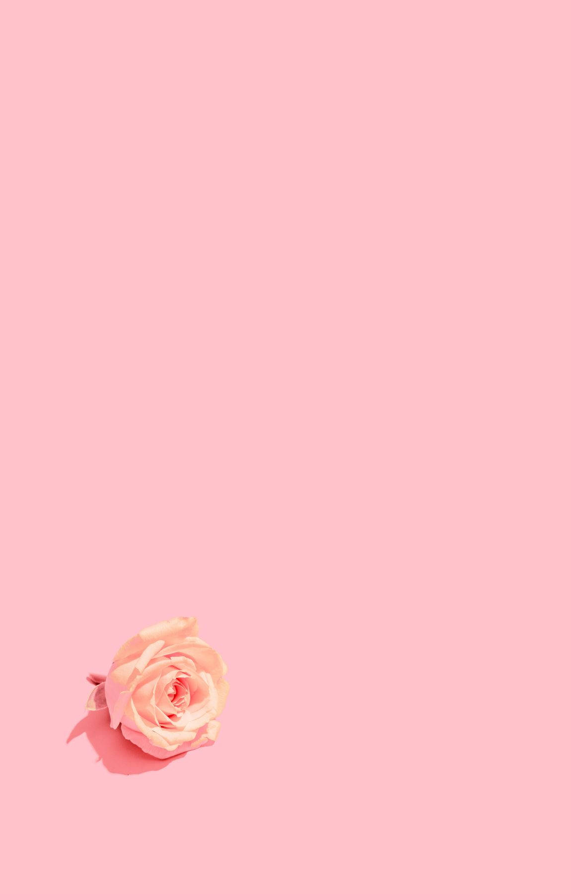 Minimalist Baby Pink Rose Flower Background