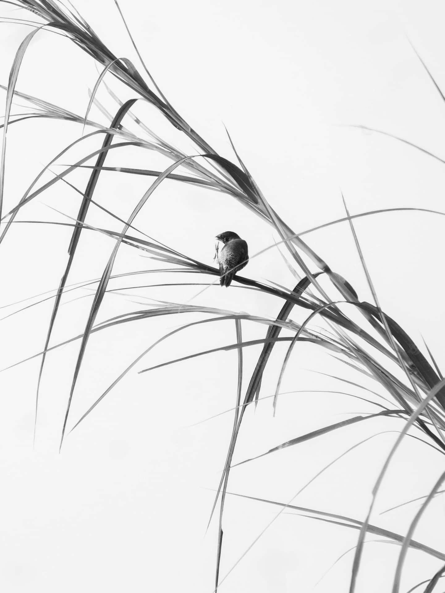 Minimalist Black And White Art Background