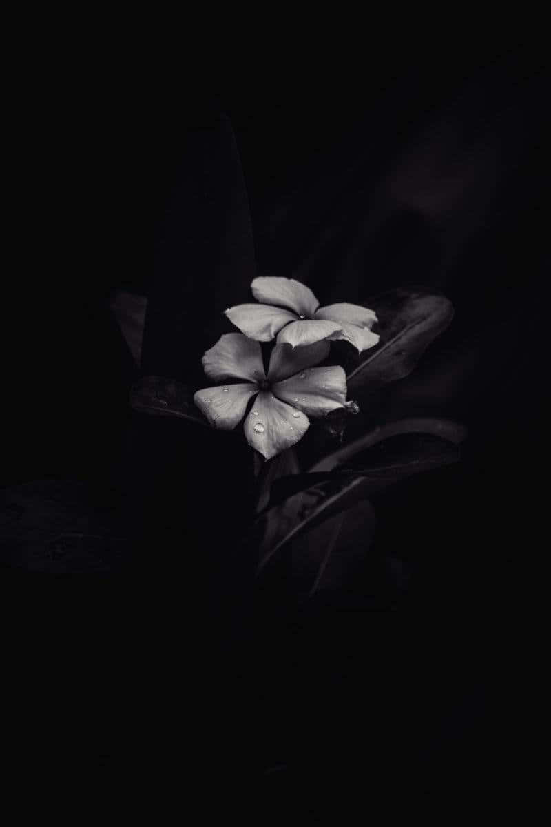 Minimalist Black And White Flower Iphone Background