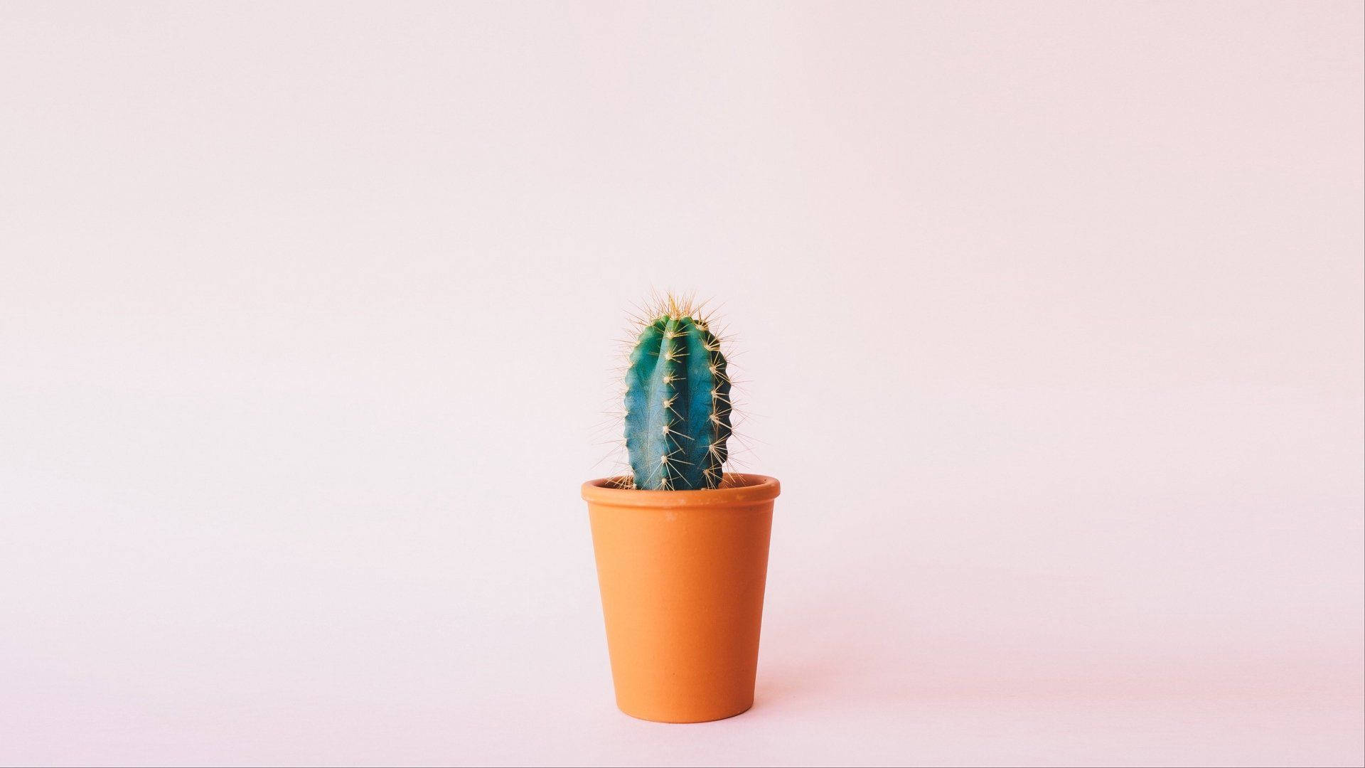 Minimalist Cactus On Pastel Background Background