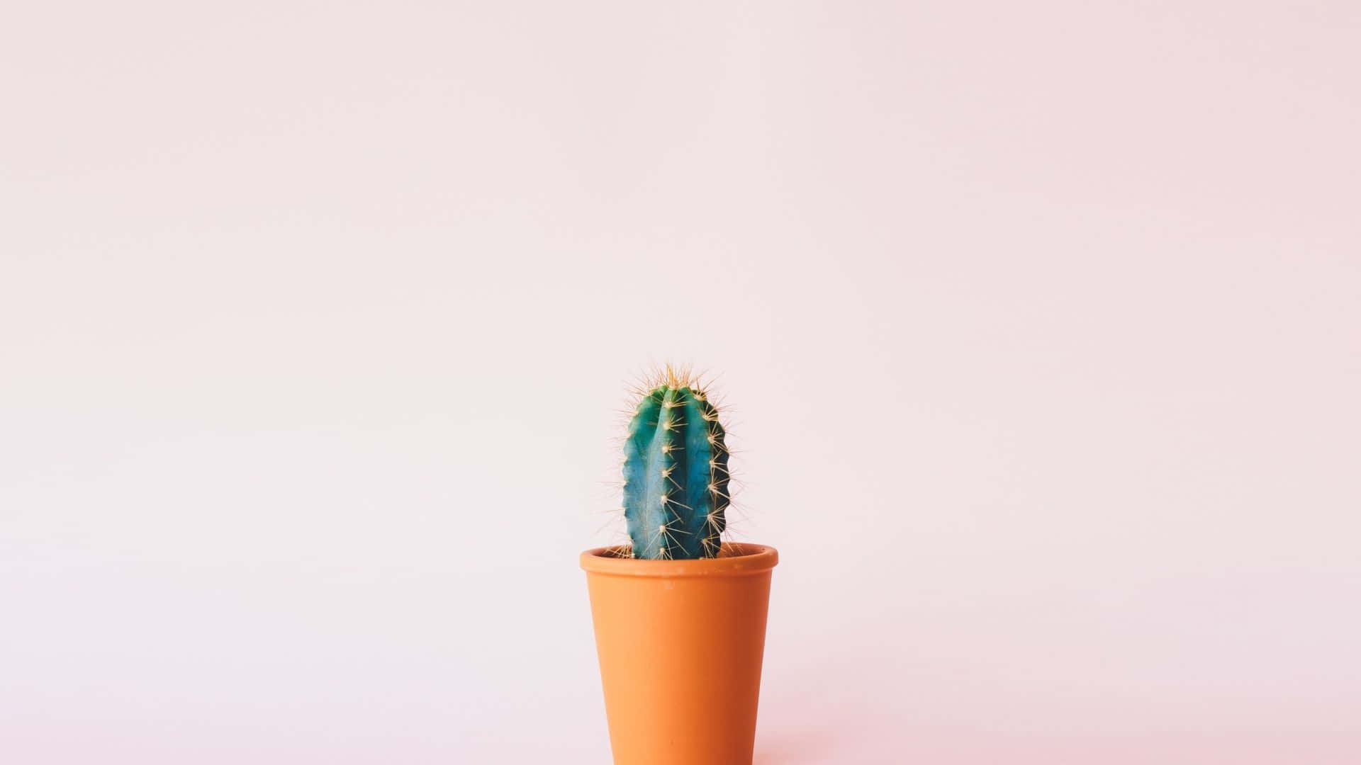 Minimalist Cactusin Terra Cotta Pot Background