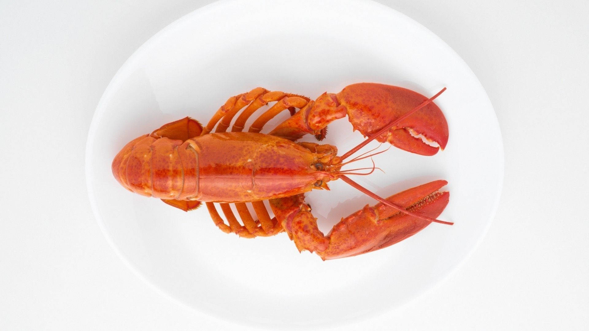 Minimalist Cooked Lobster Background