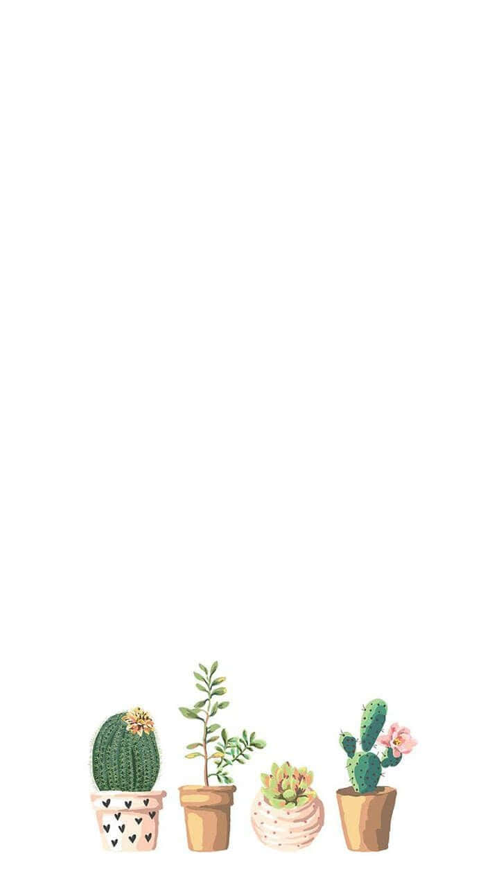 Minimalist Cute Cactus Background