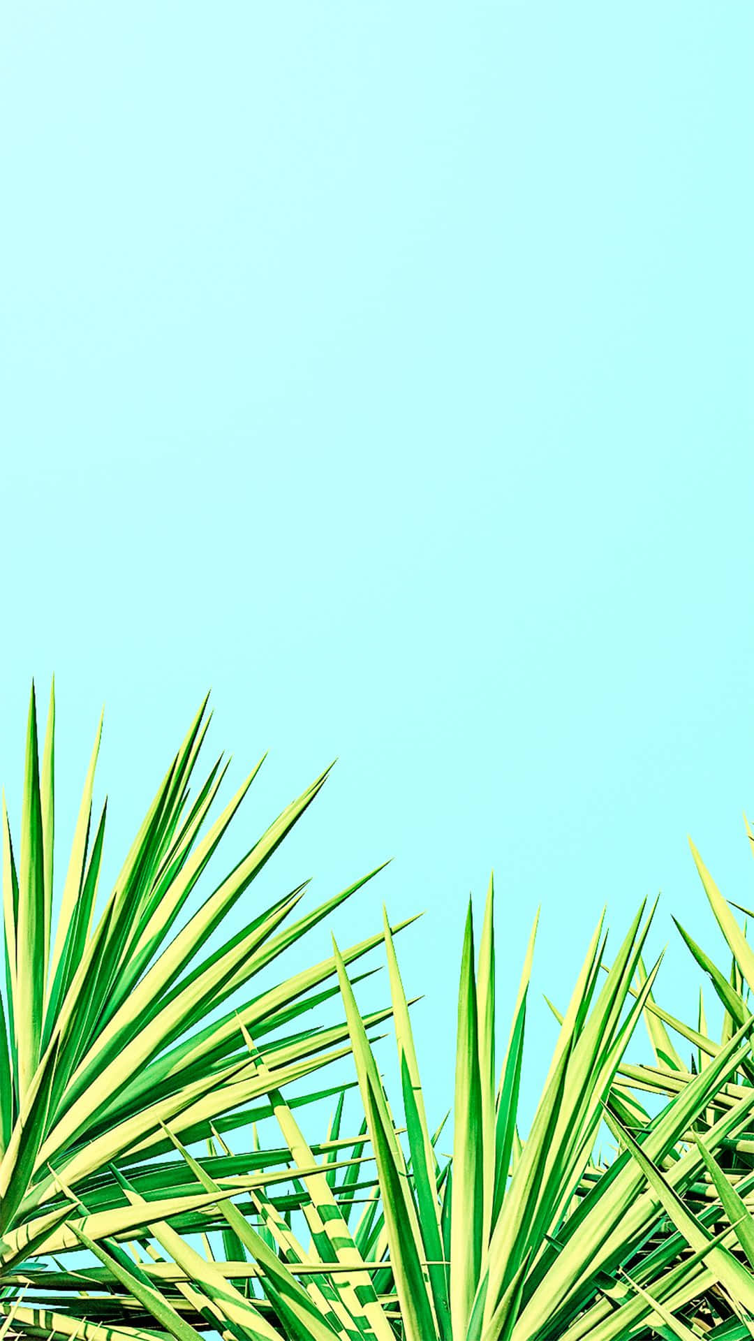 Minimalist Cute Iphone Teal Spikey Summer Plants Background