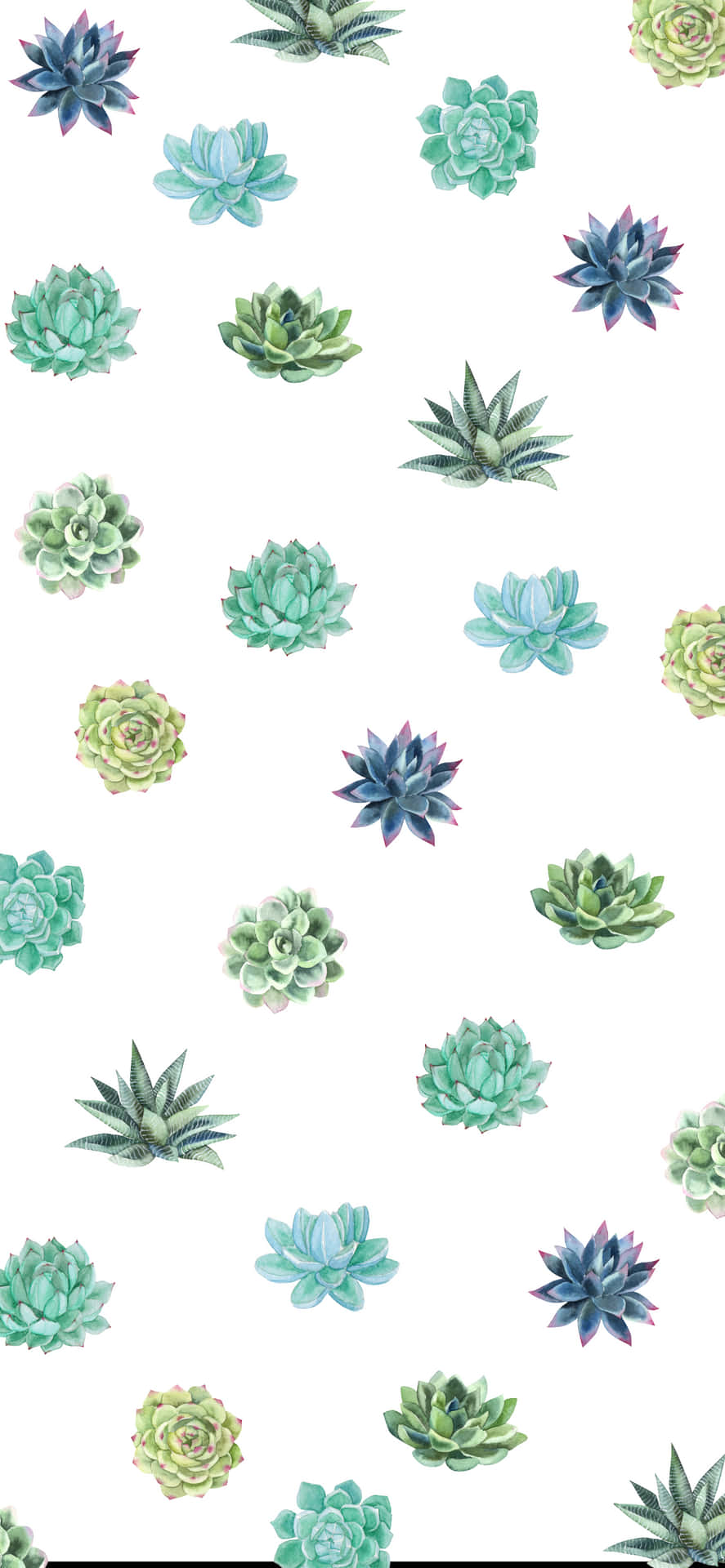 Minimalist Different Succulent Iphone White Background