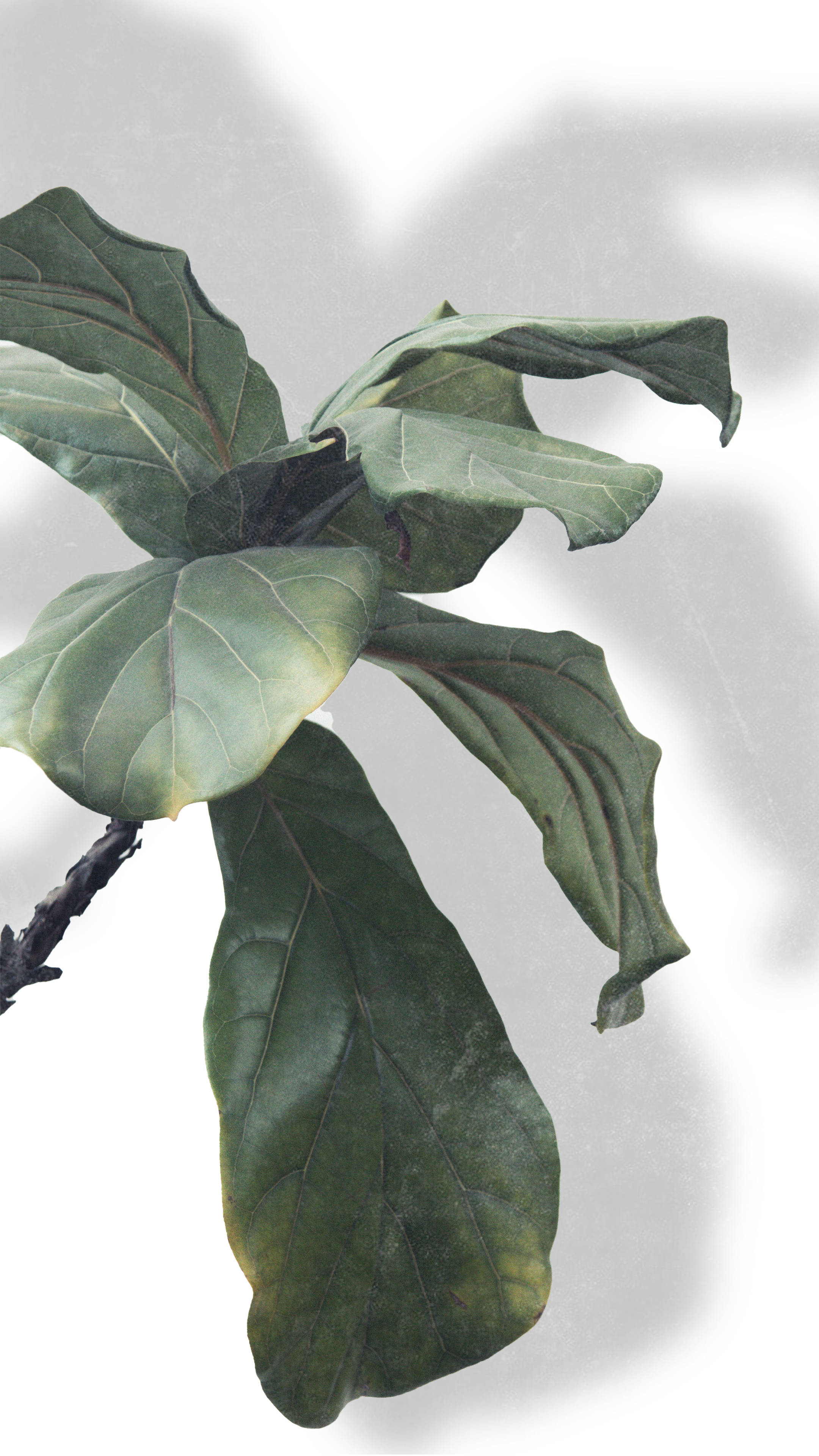 Minimalist Elegance - Fiddle Leaf Fig Plant