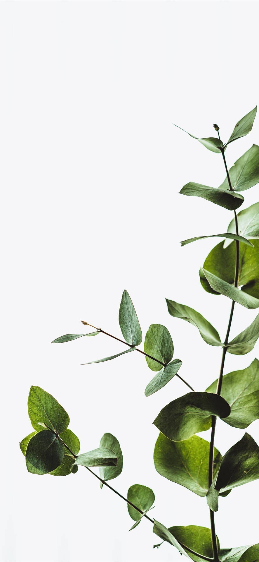 Minimalist Eucalyptus Leaves Background