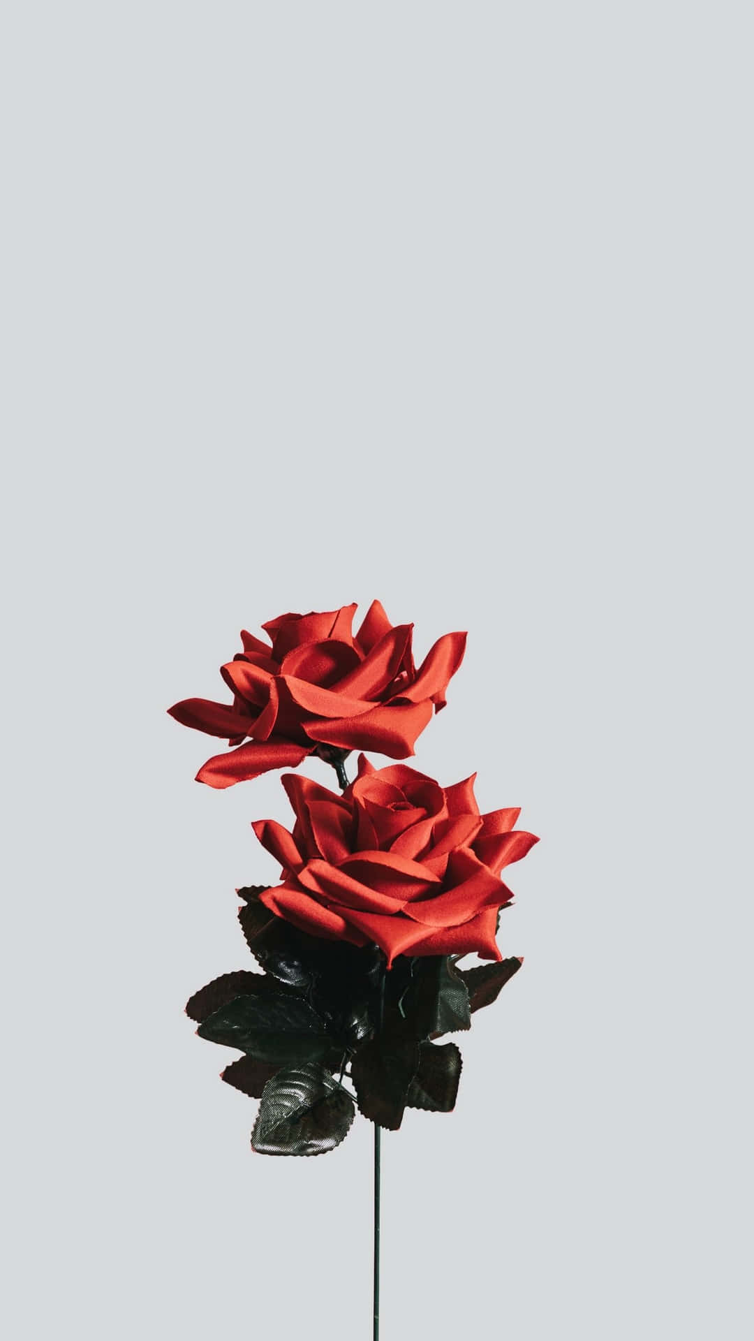 Minimalist Flower - A Simple And Serene Sight Background