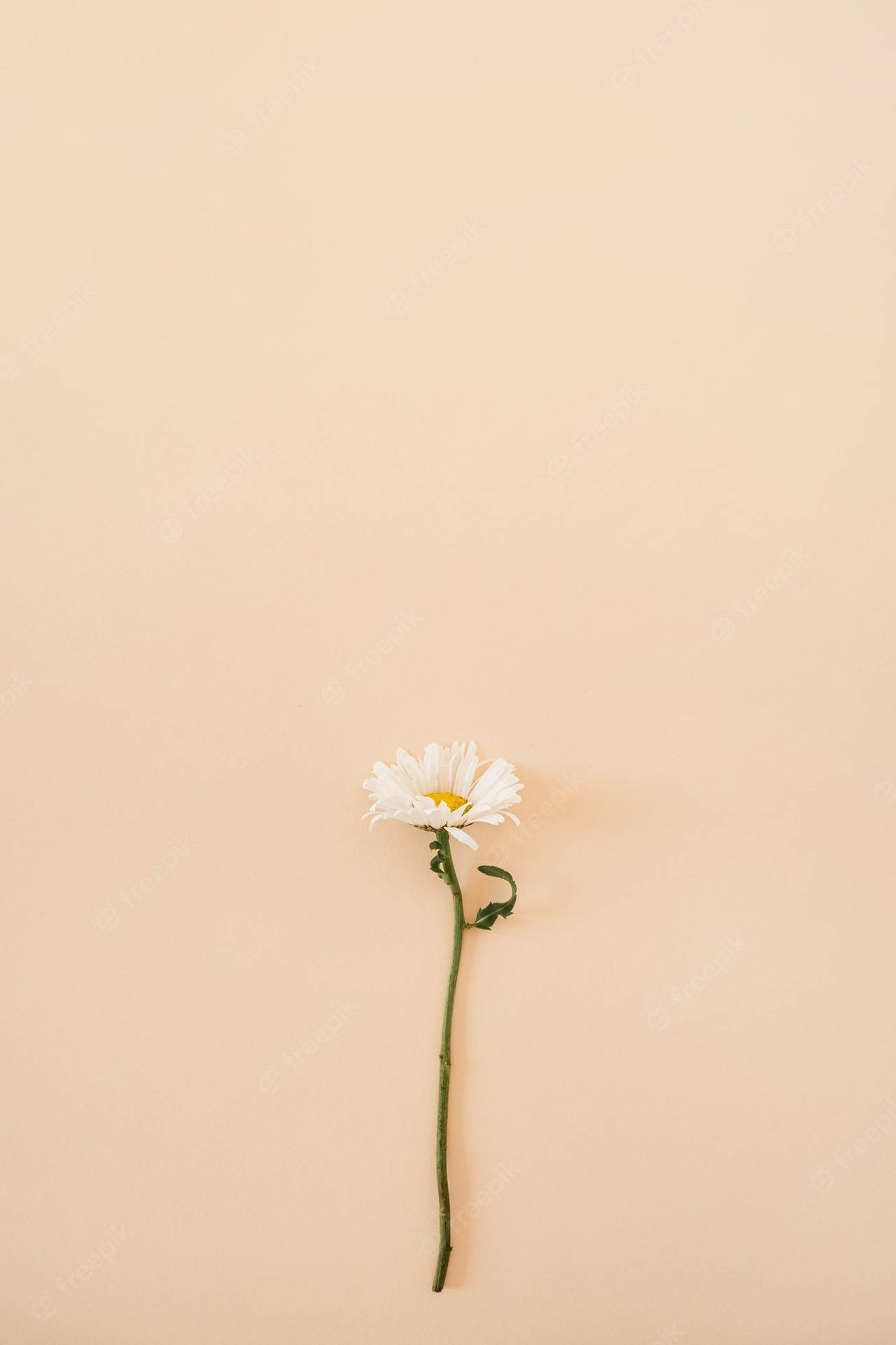 Minimalist Flower Computer Daisy