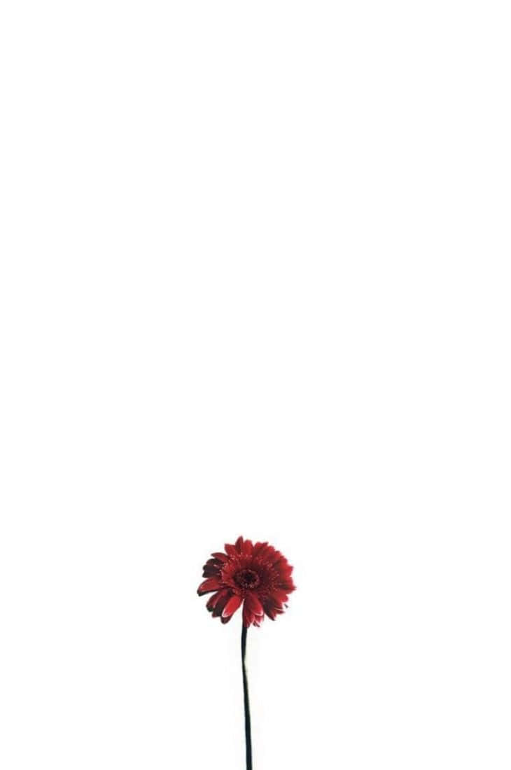 Minimalist Flowers Blossoming Against A White Background Background