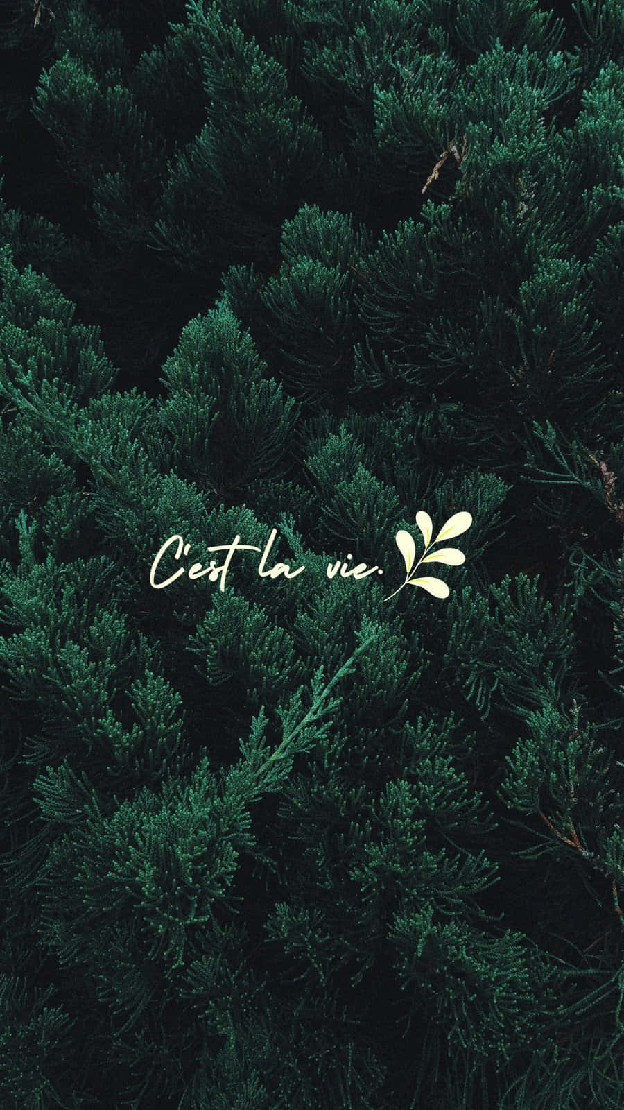 Minimalist Green Cest La Vie Wallpaper Background