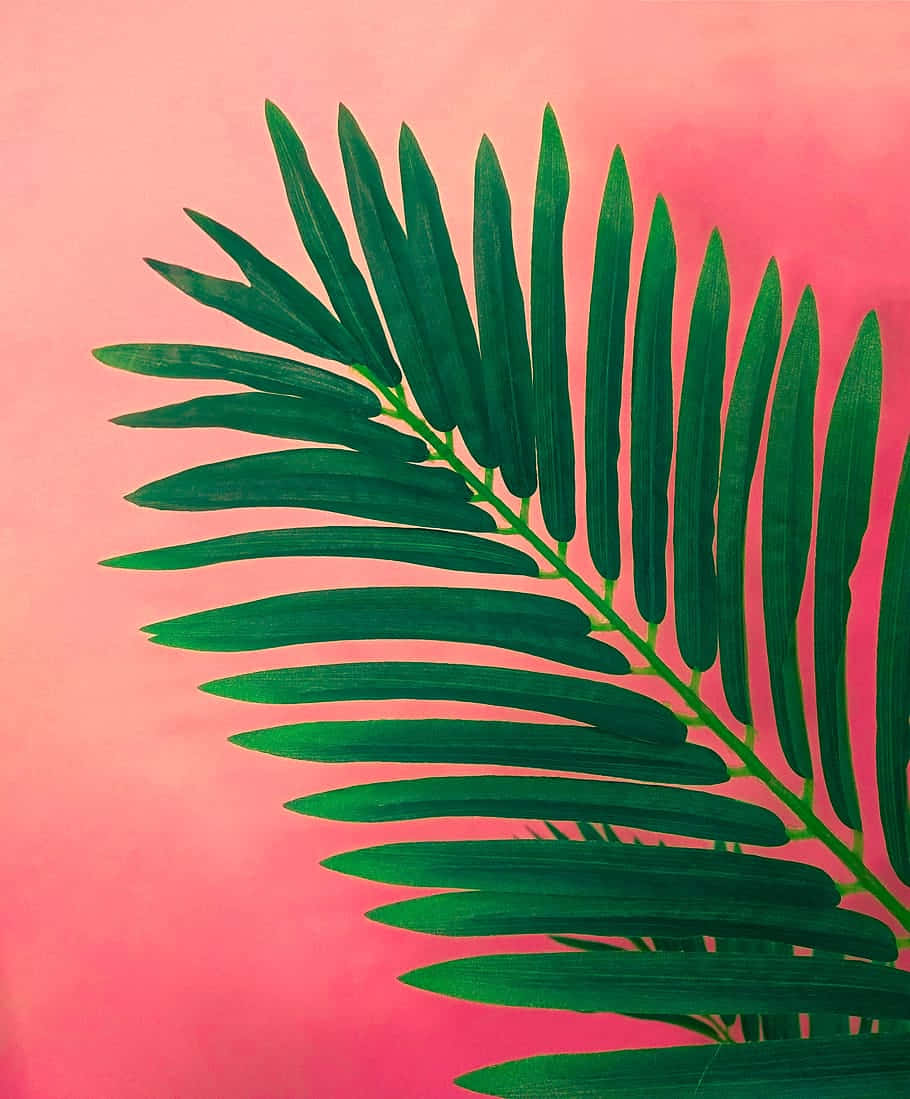 Minimalist Green Frondon Pink Background Background