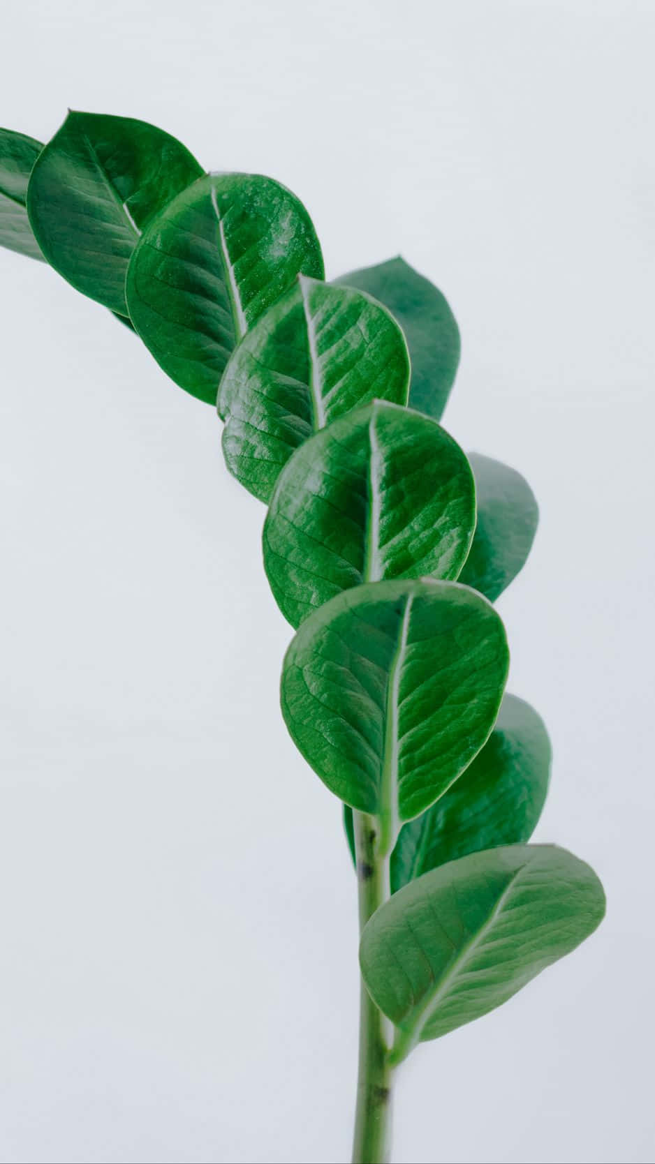 Minimalist Green Leaf Stem Background