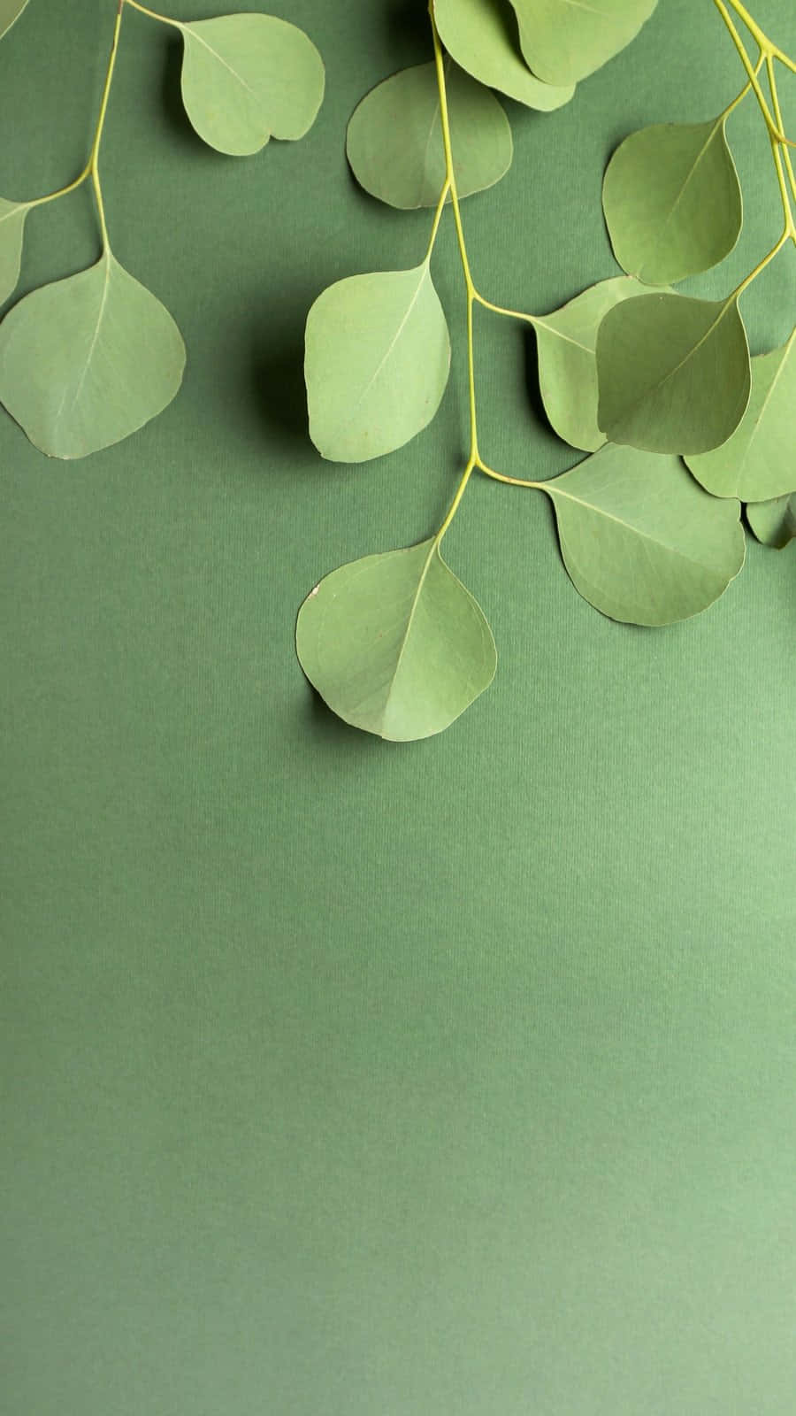 Minimalist Green Leaveson Green Background Background
