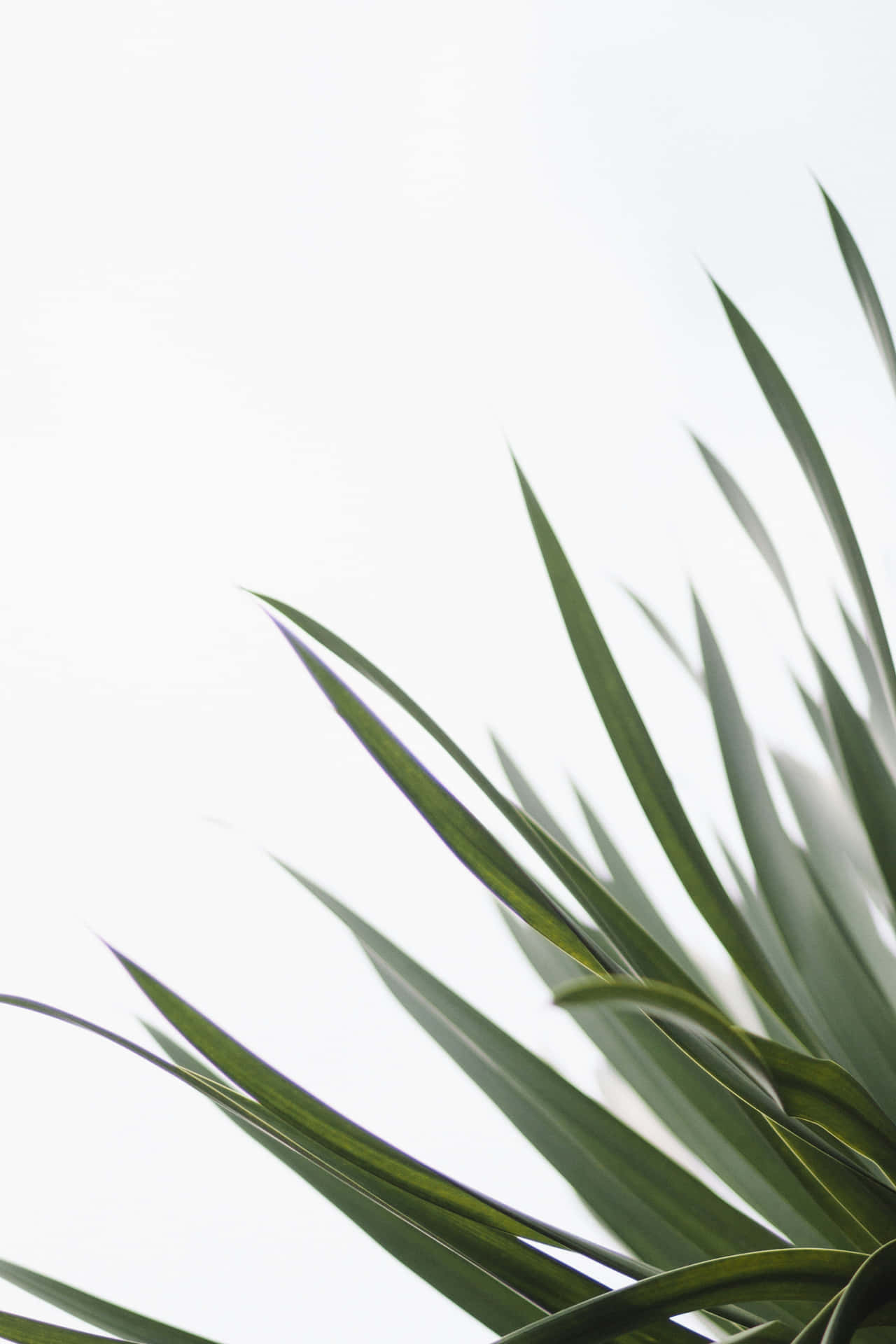 Minimalist Green Plant Leaves Background