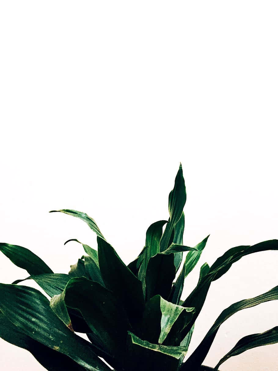 Minimalist Green Plant White Background Background