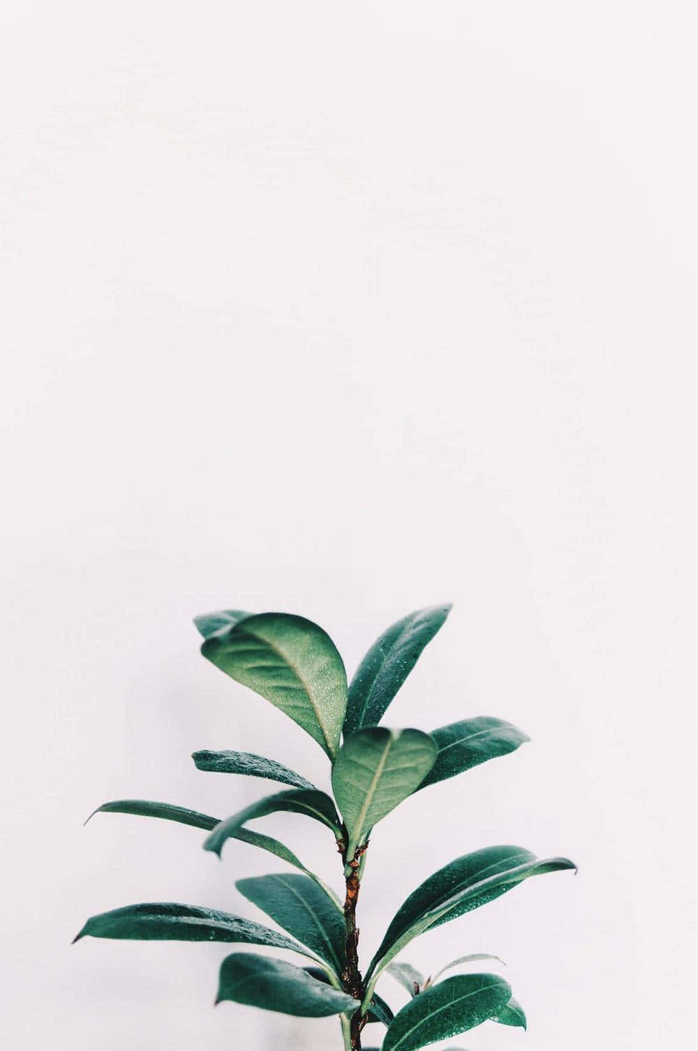Minimalist Green Plant White Background Background