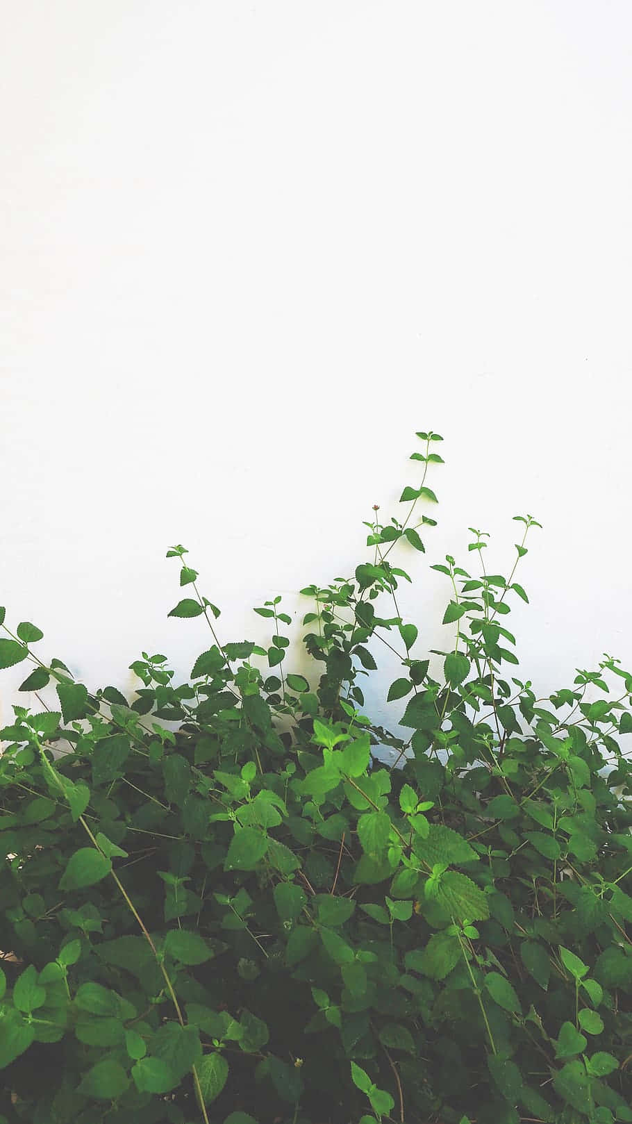 Minimalist Green Vine Wall Background