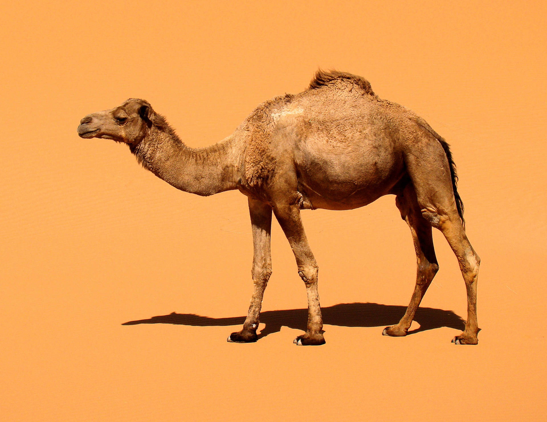 Minimalist Image Of Camel Background