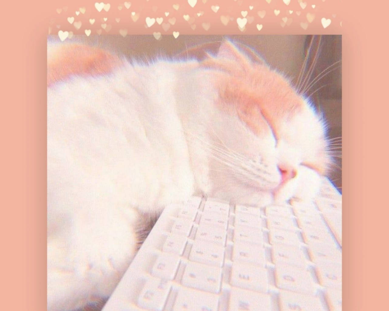 Minimalist Keyboard Sleepy Cat Background