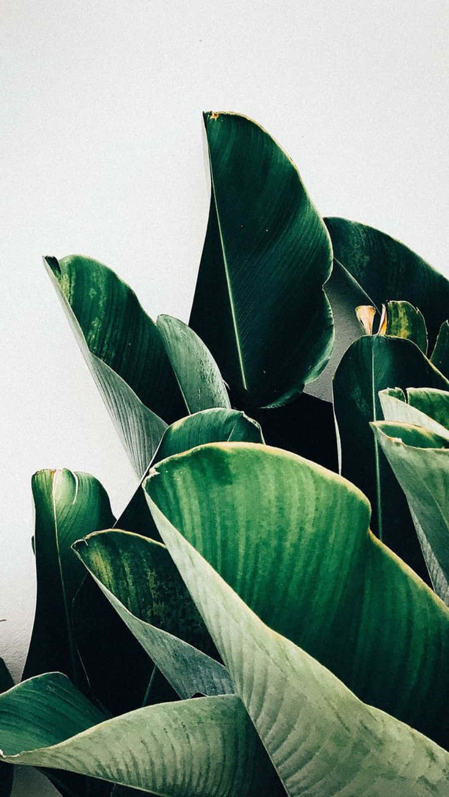Minimalist Leaves Plant Aesthetic Phone Background