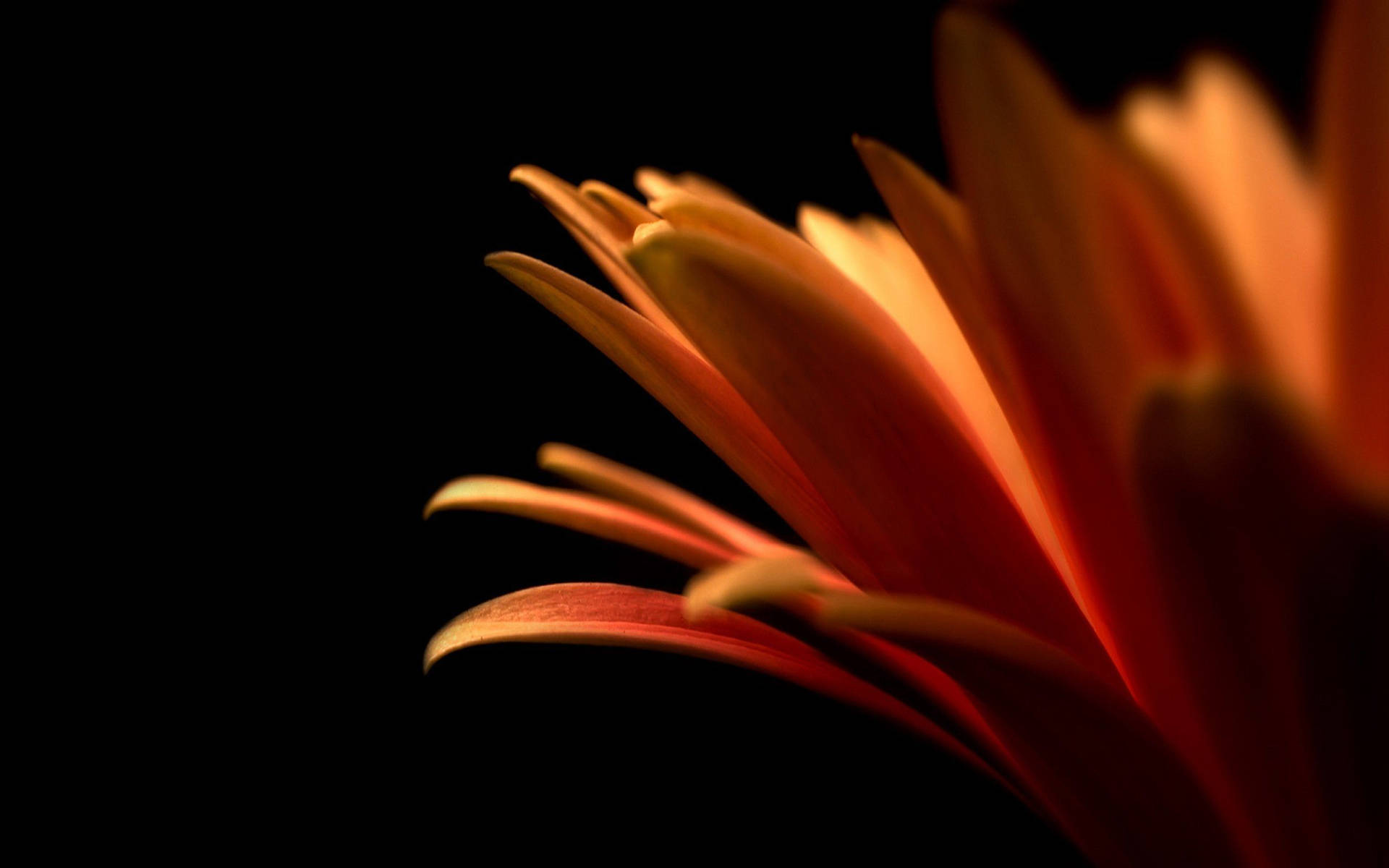 Minimalist Macro Flower Photography Background