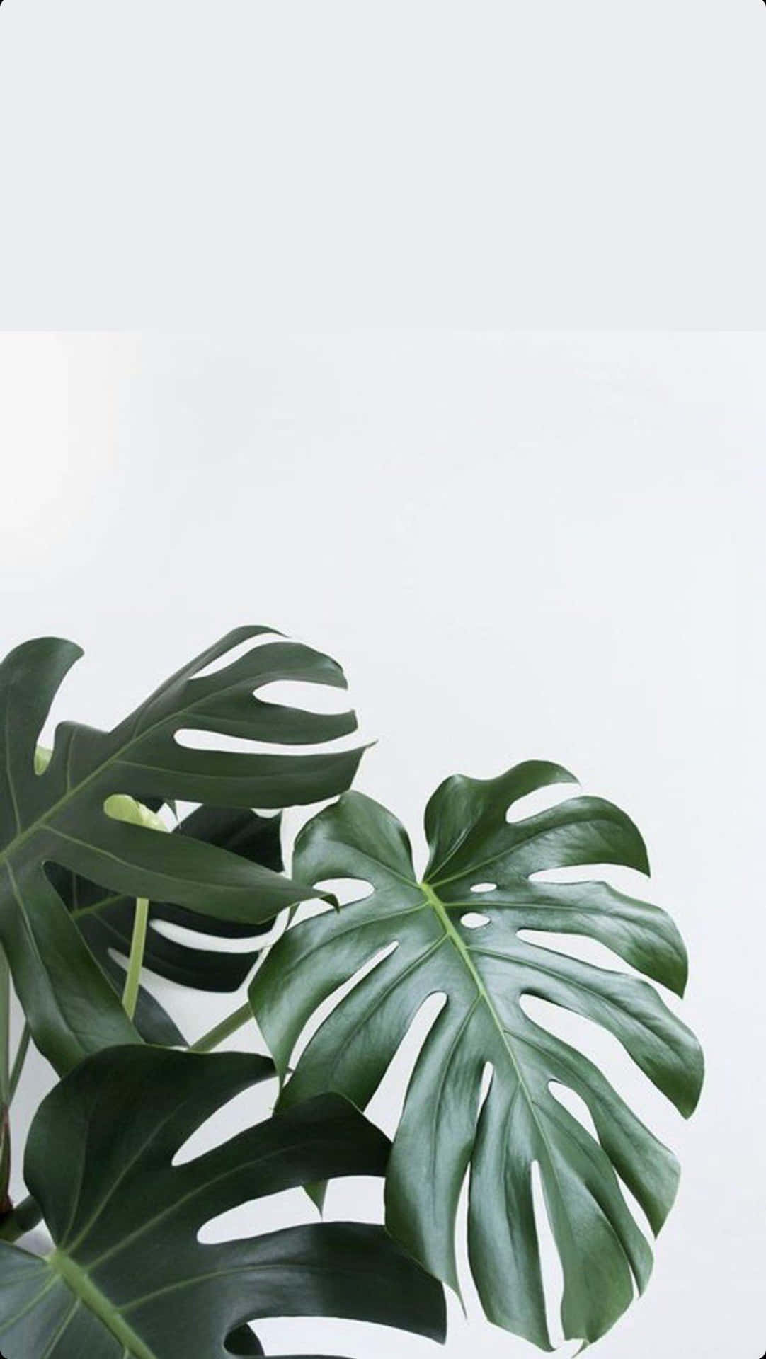 Minimalist Monstera Leaf Plant Portrait Background